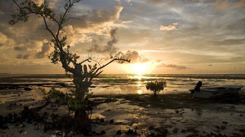 Silhouetted Tree at Sunset — Gold, Serene, Photograph, Boat