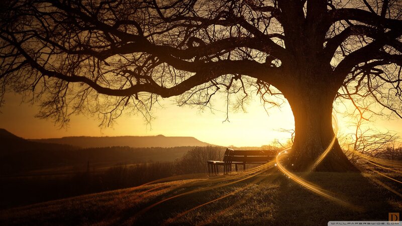 Silhouetted Tree at Sunset — Gold, Serene, Photograph