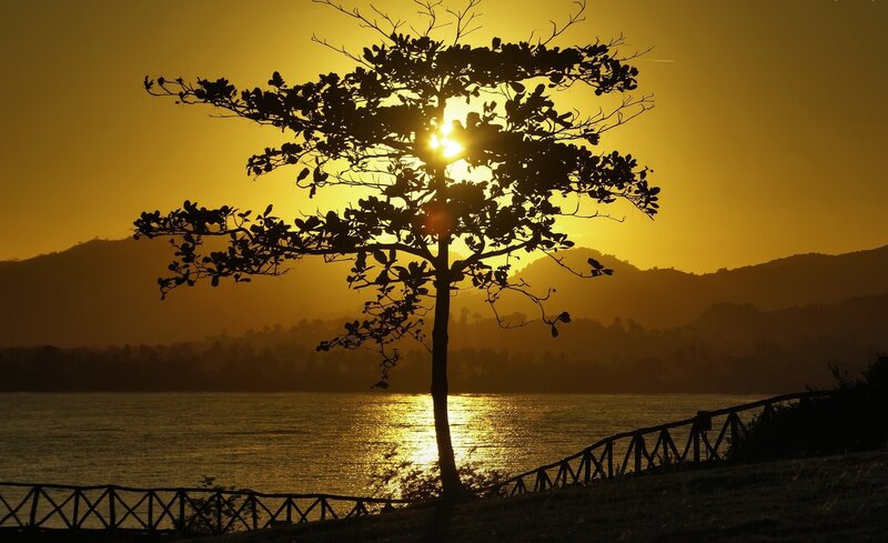 Silhouetted Tree at Sunset — Gold, Serene