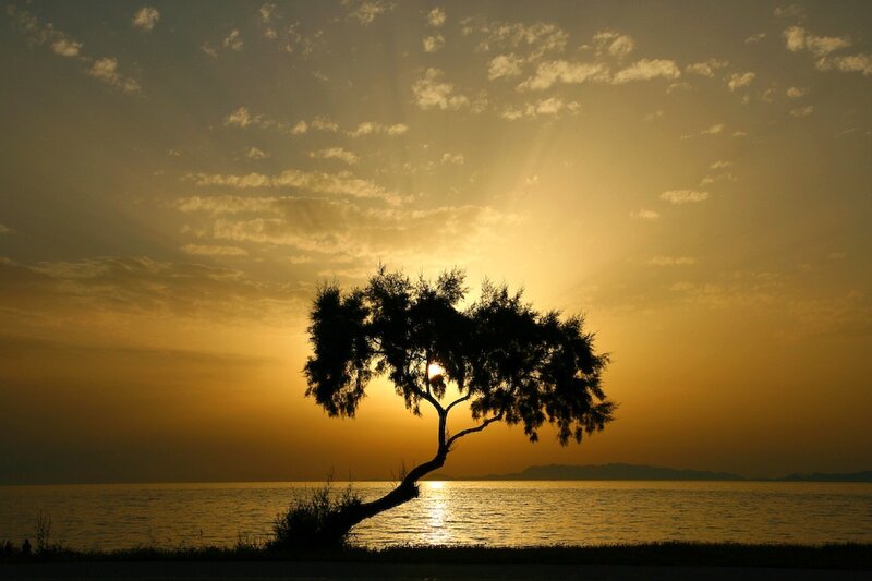 Silhouetted Tree at Sunset — Gold