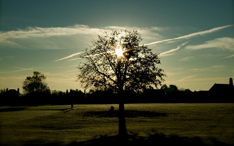Silhouetted Tree at Sunset — Green, Dramatic