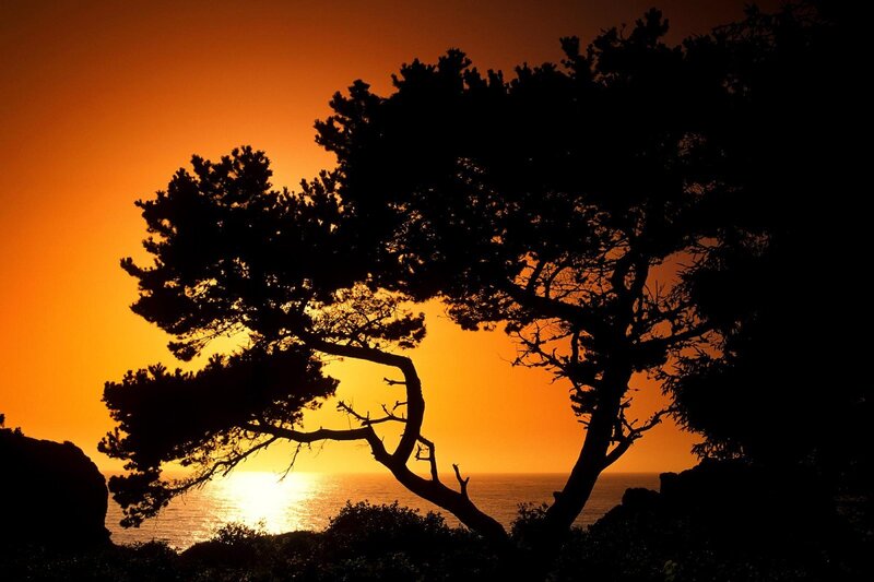 Silhouetted Tree at Sunset — Ocean