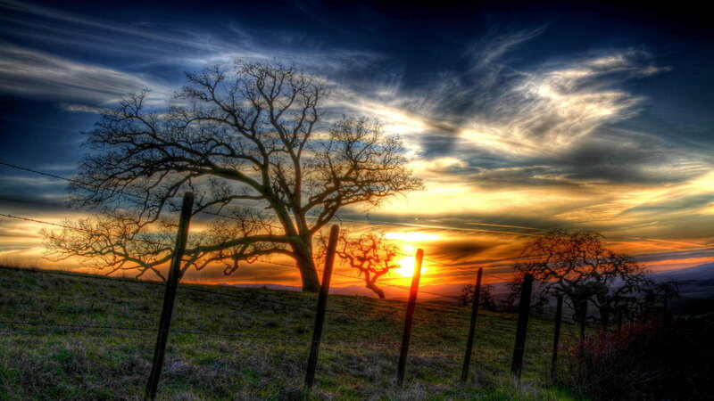 Silhouetted Tree at Sunset — Orange, Dramatic, Photograph, Fence, Sky