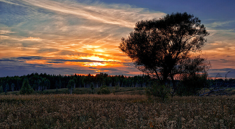 Silhouetted Tree at Sunset — Orange, Dramatic, Photograph, Field