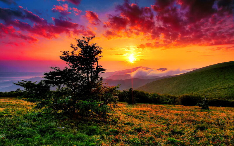 Silhouetted Tree at Sunset — Orange, Dramatic, Photograph, Mountains