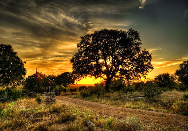 Silhouetted Tree at Sunset — Orange, Dramatic, Photograph, Path