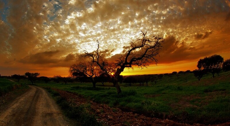 Silhouetted Tree at Sunset — Orange, Dramatic, Photograph, Road