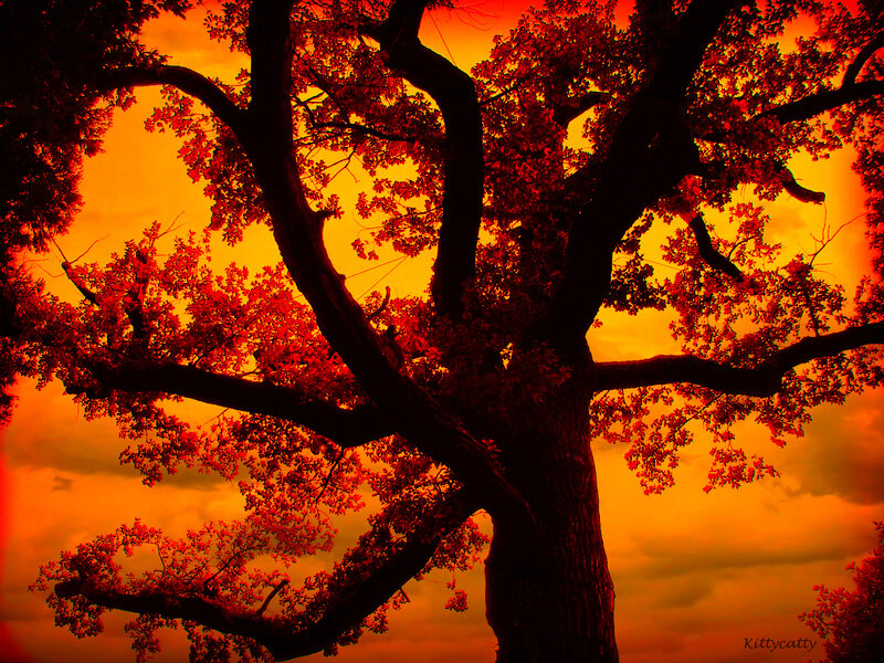 Silhouetted Tree at Sunset — Orange, Dramatic, Photograph, Sky, Clouds, Branches