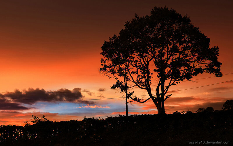 Silhouetted Tree at Sunset — Orange, Dramatic, Photograph, Sky, Clouds, Hedge, Red