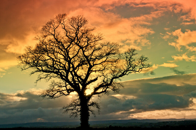 Silhouetted Tree at Sunset — Orange, Dramatic, Photograph, Sky, Clouds, Horizon