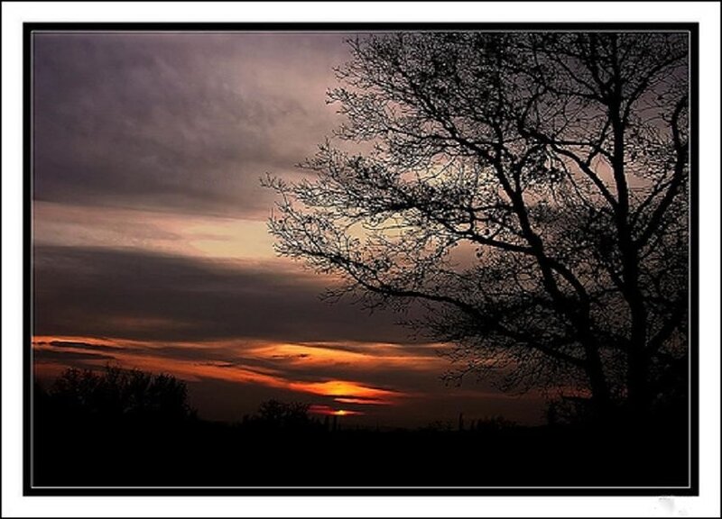 Silhouetted Tree at Sunset — Orange, Dramatic, Photograph, Sky, Clouds, Purple, Black