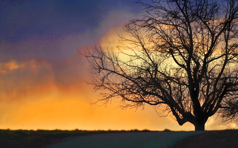 Silhouetted Tree at Sunset — Orange, Dramatic, Photograph, Sky, Clouds, Purple