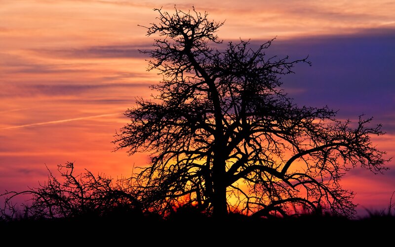 Silhouetted Tree at Sunset — Orange, Dramatic, Photograph, Sky, Clouds