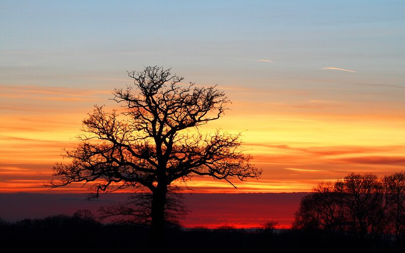 Silhouetted Tree at Sunset — Orange, Dramatic, Photograph, Sky, Clouds, Trees