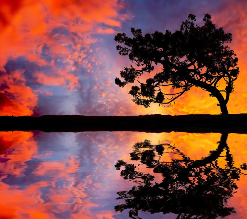 Silhouetted Tree at Sunset — Orange, Dramatic, Photograph, Sky, Clouds, Water