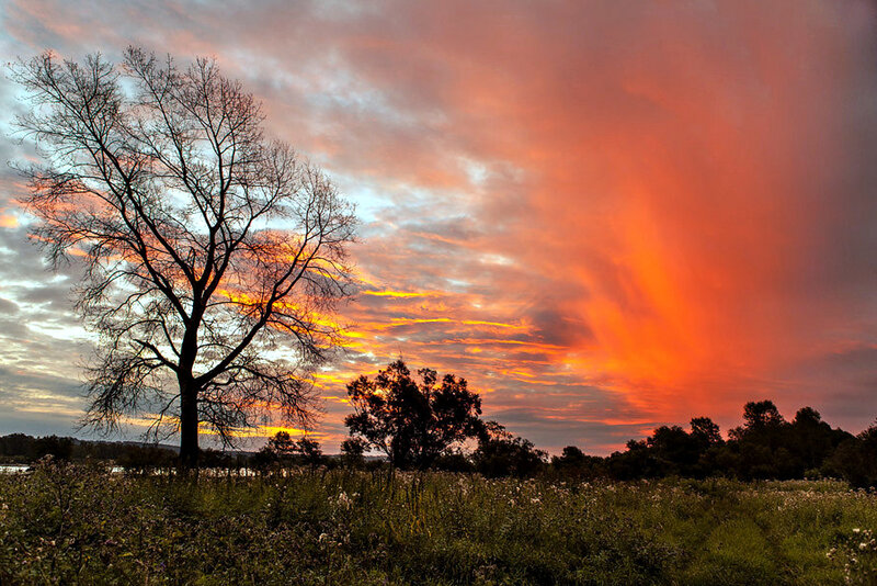 Silhouetted Tree at Sunset — Orange, Dramatic, Photograph, Sky, Field