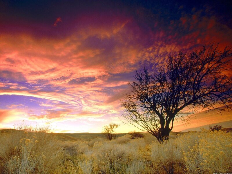 Silhouetted Tree at Sunset — Orange, Dramatic, Photograph, Sky, Hills, Grass