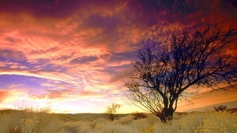 Silhouetted Tree at Sunset — Orange, Dramatic, Photograph, Sky, Hills