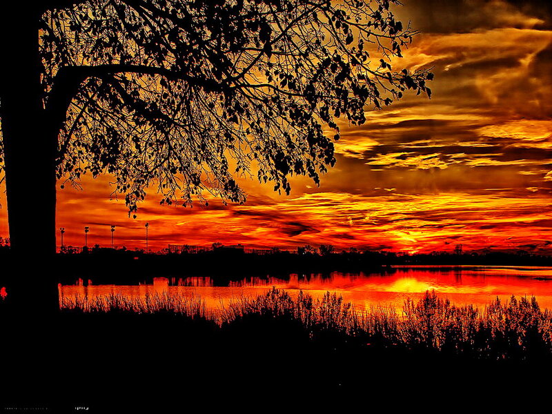 Silhouetted Tree at Sunset — Orange, Dramatic, Photograph, Sky