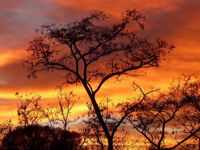 Silhouetted Tree at Sunset — Orange, Dramatic, Photograph, Sky, Trees
