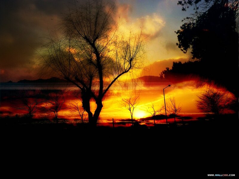 Silhouetted Tree at Sunset — Orange, Dramatic, Photograph, Sky, Water, Street Light