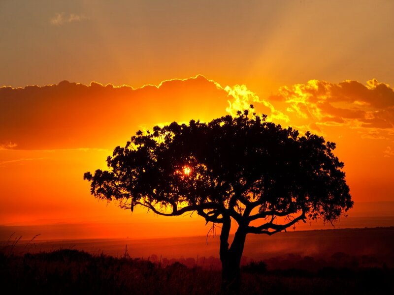Silhouetted Tree at Sunset — Orange, Dramatic, Photograph, Sun, Clouds, Sky