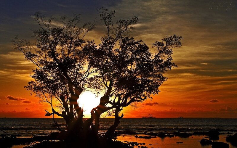 Silhouetted Tree at Sunset — Orange, Dramatic, Photograph, Sun, Ocean, Sky