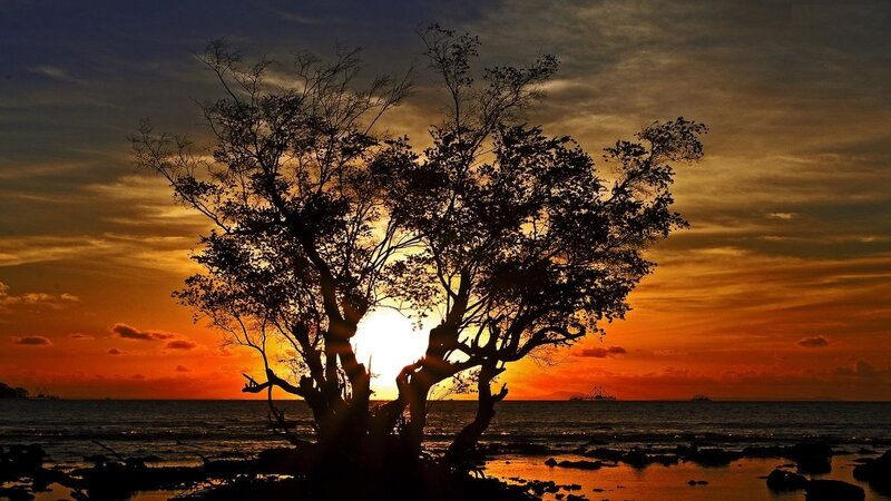 Silhouetted Tree at Sunset — Orange, Dramatic, Photograph, Sun, Ocean