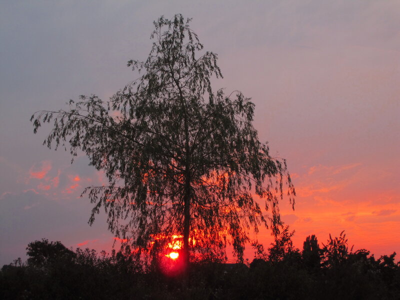 Silhouetted Tree at Sunset — Orange, Dramatic, Photograph, Sun, Sky, Clouds