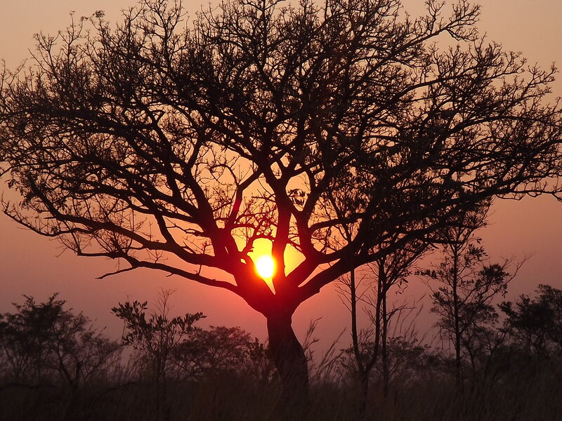 Silhouetted Tree at Sunset — Orange, Dramatic, Photograph, Sun, Sky, Grass