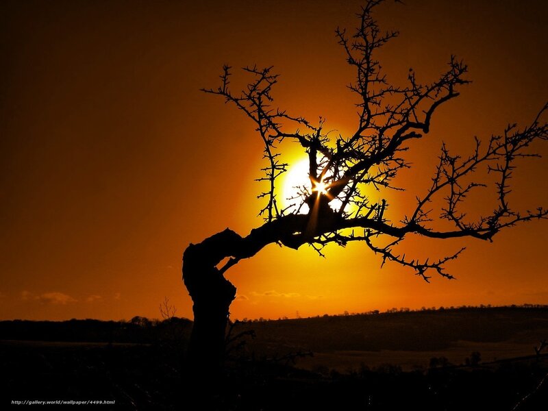 Silhouetted Tree at Sunset — Orange, Dramatic, Photograph, Sun, Sky