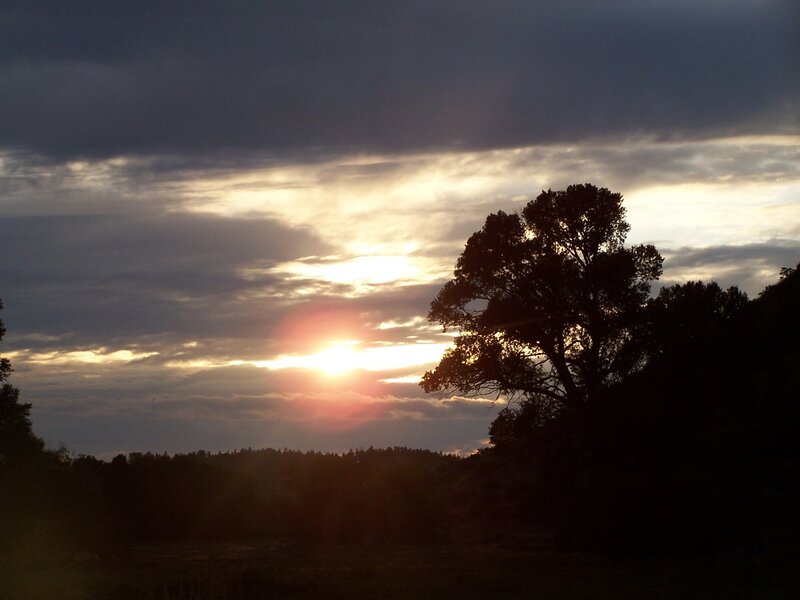 Silhouetted Tree at Sunset — Orange, Dramatic, Photograph, Sun