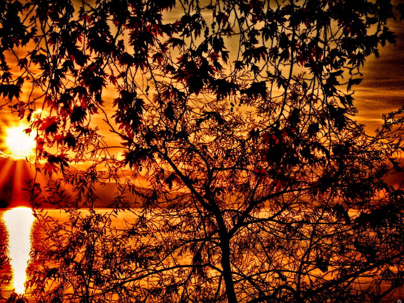Silhouetted Tree at Sunset — Orange, Dramatic, Photograph, Sun, Water