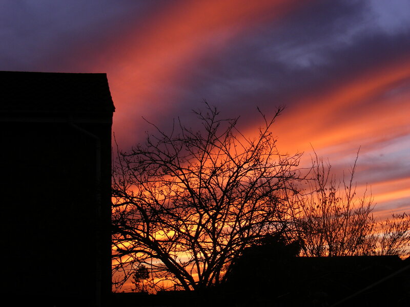 Silhouetted Tree at Sunset — Orange, Dramatic, Photograph
