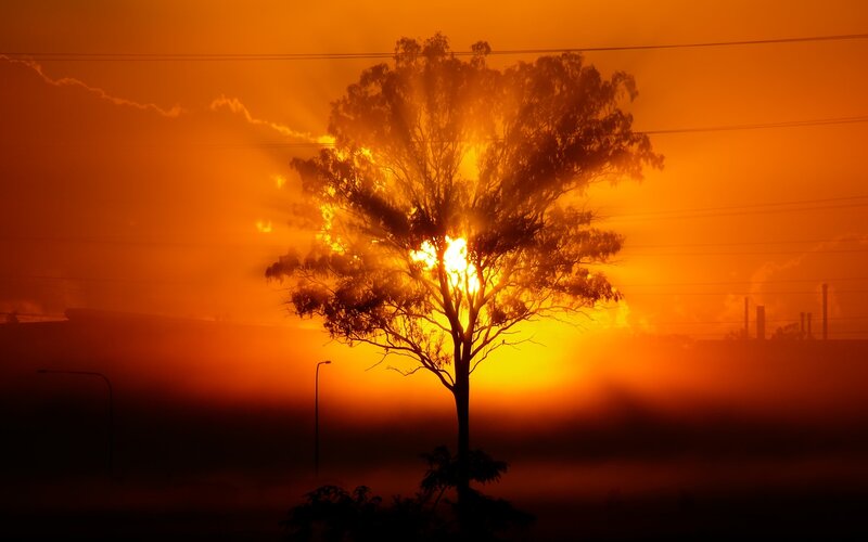 Silhouetted Tree at Sunset — Orange, Dramatic