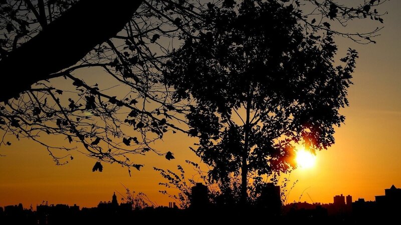 Silhouetted Tree at Sunset — Orange, Serene, Photograph, City Skyline