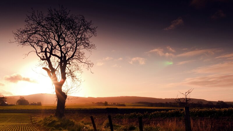 Silhouetted Tree at Sunset — Orange, Serene, Photograph, Field, Hills, Fence