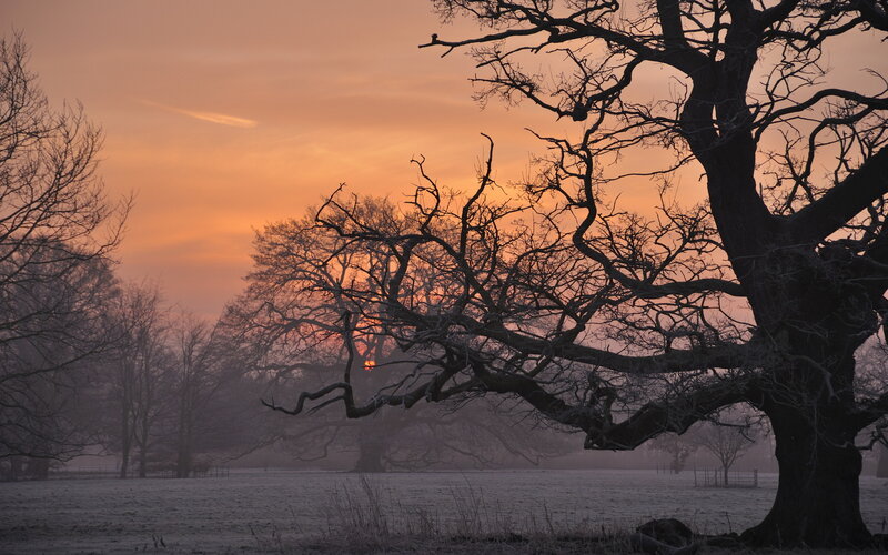 Silhouetted Tree at Sunset — Orange, Serene, Photograph, Field