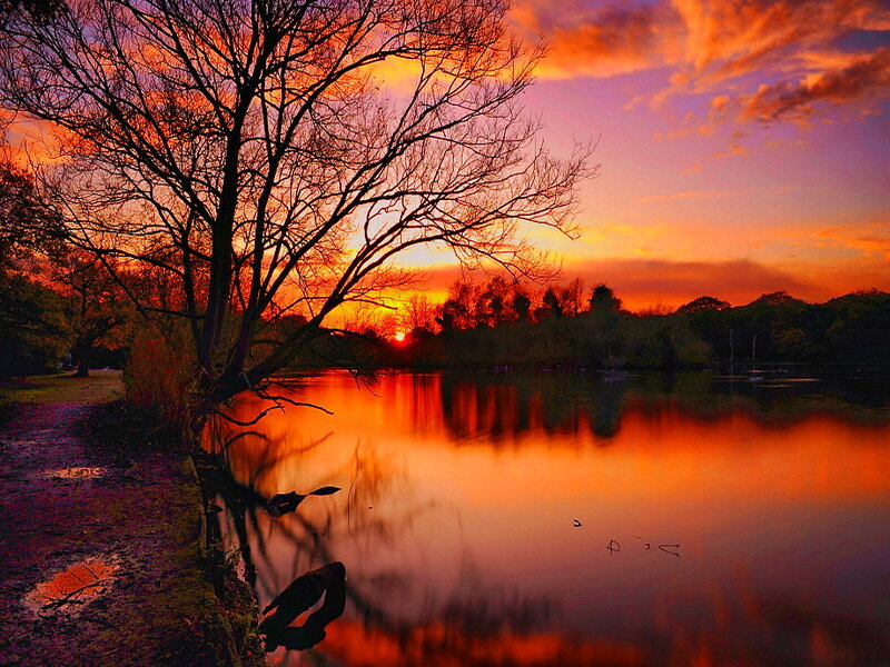 Silhouetted Tree at Sunset — Orange, Serene, Photograph, Lake