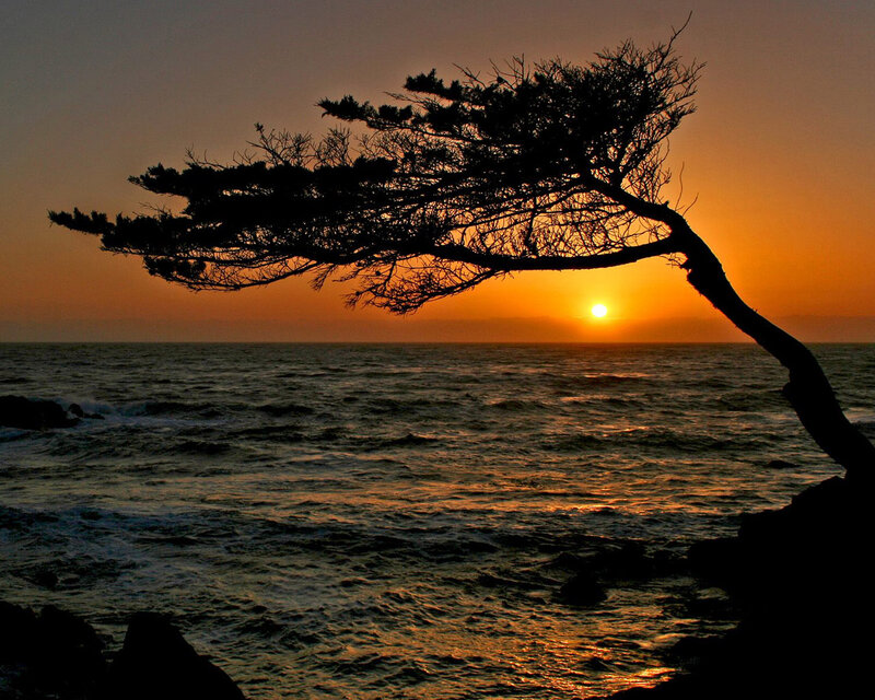Silhouetted Tree at Sunset — Orange, Serene, Photograph, Ocean, Sun