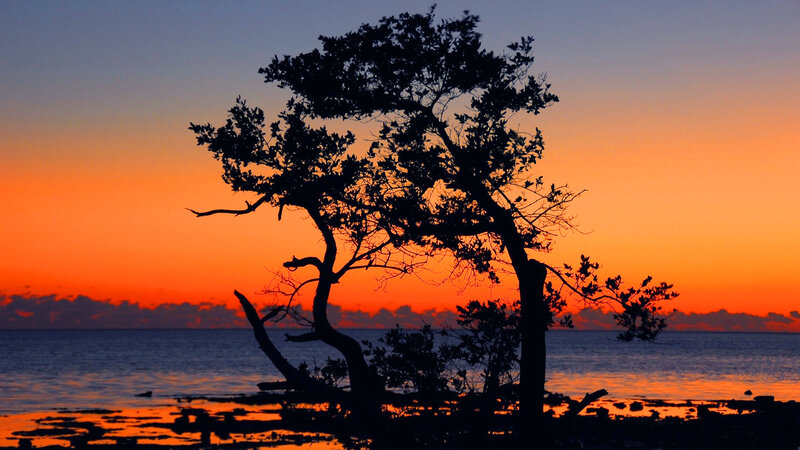 Silhouetted Tree at Sunset — Orange, Serene, Photograph, Ocean