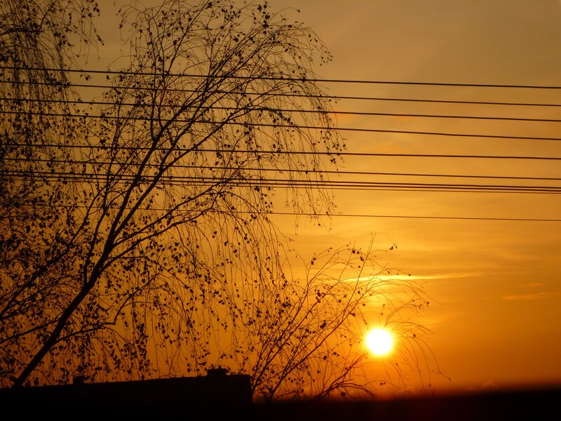 Silhouetted Tree at Sunset — Orange, Serene, Photograph, Power Lines