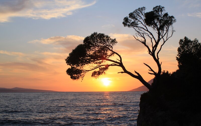 Silhouetted Tree at Sunset — Orange, Serene, Photograph, Sea