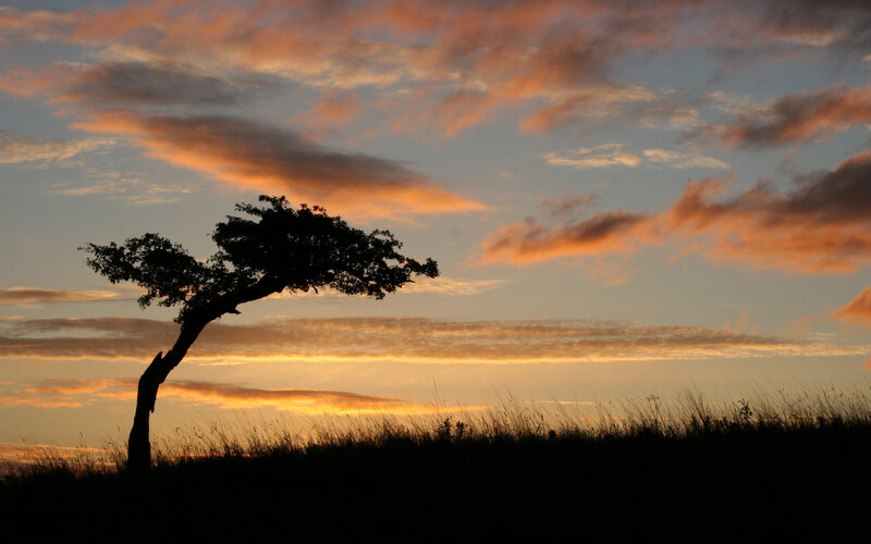 Silhouetted Tree at Sunset — Orange, Serene, Photograph, Sky, Clouds, Grass