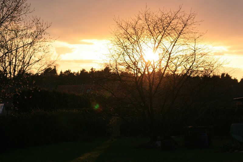 Silhouetted Tree at Sunset — Orange, Serene, Photograph, Sky, Hedge