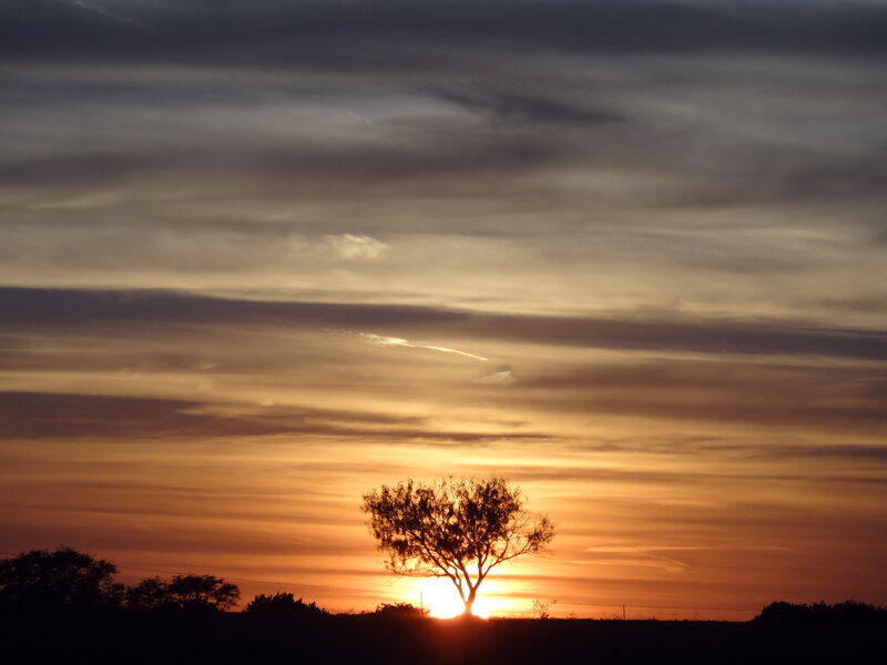 Silhouetted Tree at Sunset — Orange, Serene, Photograph, Sun, Clouds, Horizon