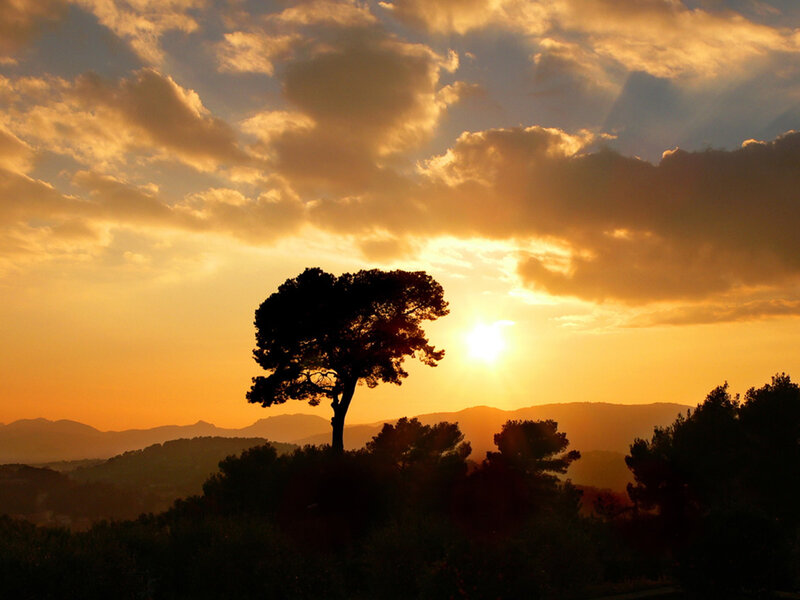 Silhouetted Tree at Sunset — Orange, Serene, Photograph, Sun, Clouds
