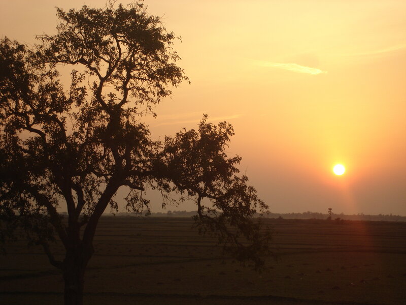 Silhouetted Tree at Sunset — Orange, Serene, Photograph, Sun, Field