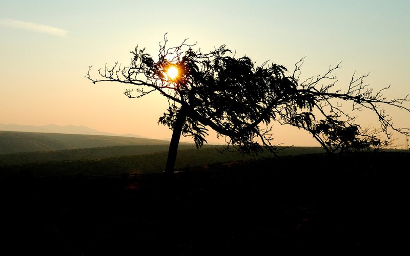 Silhouetted Tree at Sunset — Orange, Serene, Photograph, Sun, Mountains, Sky, Black, Blue