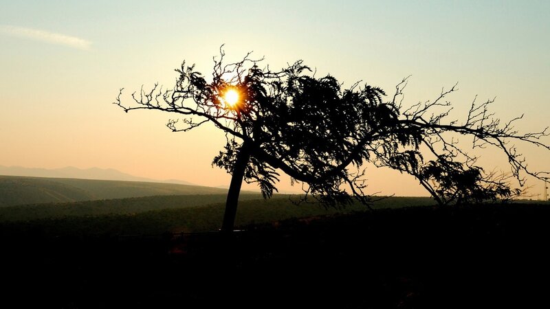 Silhouetted Tree at Sunset — Orange, Serene, Photograph, Sun, Mountains